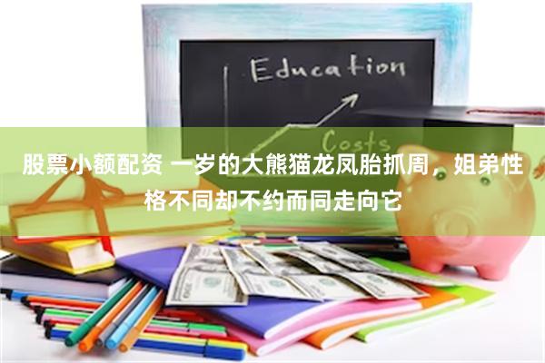 股票小额配资 一岁的大熊猫龙凤胎抓周，姐弟性格不同却不约而同走向它