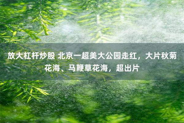放大杠杆炒股 北京一超美大公园走红，大片秋菊花海、马鞭草花海，超出片